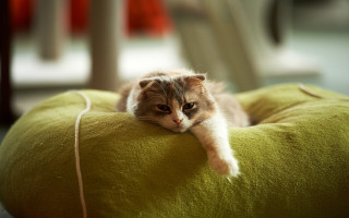 Cat green pillow chair cord - glamor pose free wallpaper