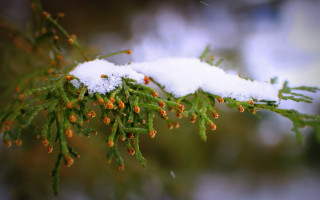 Snow berry closeup christmas macro - branch and a blurry background free wallpaper