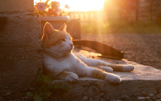 Cat wall flowerpot leash sunset - sun free wallpaper for desktop