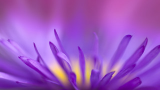 Purple flower yellow center macro 11 - yellow center and petals free wallpaper for desktop