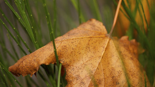 Leaf grass nature macro blurry - andor basch free wallpaper for desktop