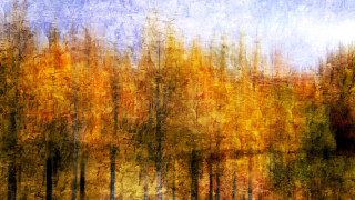 Forest autumn leaves campfire fire 2 - a painting of a forest free wallpaper
