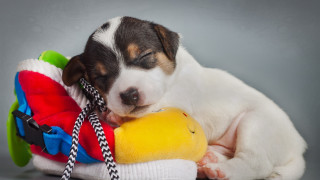 Puppy sleeping toy gray background - a gray background behind free wallpaper