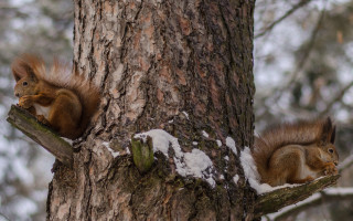 Red squirrels snow eating nuts - a tree trunk free wallpaper