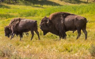 Bison grassy field hill nature - a hill in the background free wallpaper for desktop