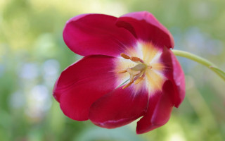 Red flower yellow center macro 4 - the petal free wallpaper