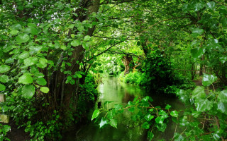 River bridge forest ecological impressionist - a lush green forest free wallpaper for desktop