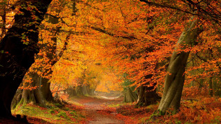 Forest path autumn leaves fire - the center free wallpaper
