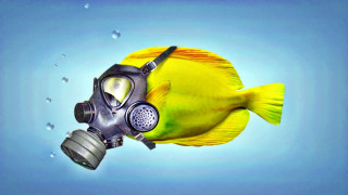 Yellow fish gas mask bubbles - a gas mask free wallpaper
