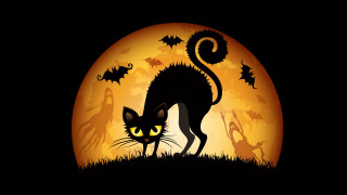 Black cat full moon bats - spooky free wallpaper