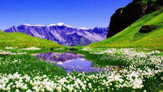 Flower field mountain lake blue - a few white flower free wallpaper