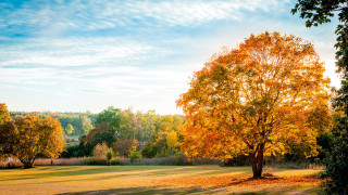 Autumn tree blue sky clouds - a tree in a field free wallpaper
