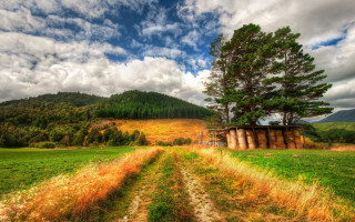 Dirt road tree field cloudy - grass and trees free wallpaper