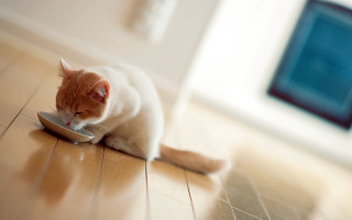 Cat eating bowl floor photorealistic - the floor of a house free wallpaper