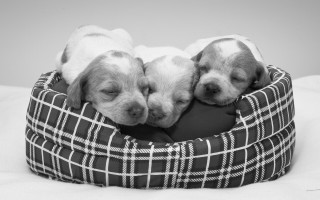 Puppies sleeping blackwhite bed elk - product photo free wallpaper