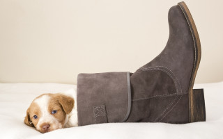 Puppy boot head bed blue - a puppy free wallpaper