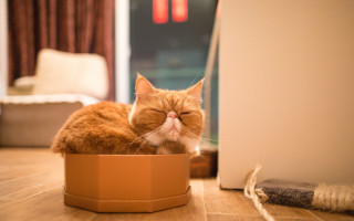 Cat sleeping cardboard box blurry - the floor of a room free wallpaper