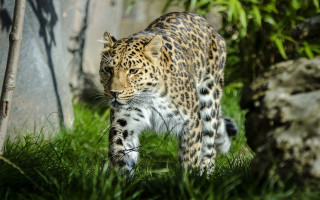 Leopard forest camouflage nature dirt - a rock wall in the background free wallpaper