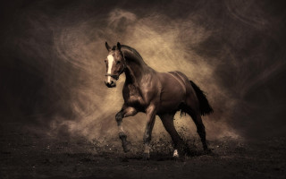 Horse running field dust black - a white bird free wallpaper