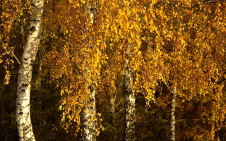 Fall trees bench autumn leaves - bálint kiss free wallpaper