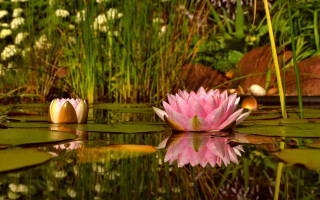 Pink flower pond lily pads - a reflection of the water free wallpaper