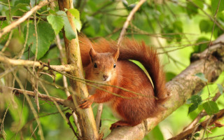 Squirrel concerned on branch nature - a squirrel free wallpaper