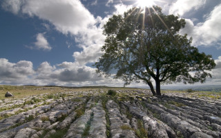 Lone tree field rocks grass - andy goldsworthy free wallpaper