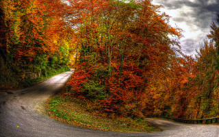 Winding road autumn leaves nature 2 - road free wallpaper