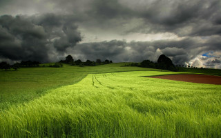 Green grass cloudy sky hill - a line of trees free wallpaper