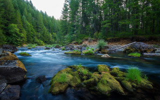 River forest mossy rocks nature - river free wallpaper for desktop