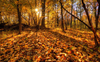 Forest leaves trees autumn sunshine - the sun free wallpaper
