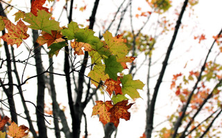 Autumn tree leaves pumpkin window - a white sky in the background free wallpaper