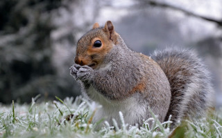 Frosty squirrel eating grass winter 2 - a squirrel free wallpaper for desktop