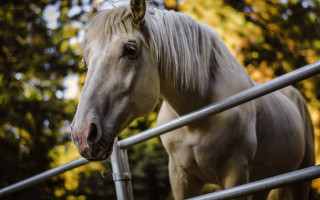 White horse fence forest blurry - a metal free wallpaper