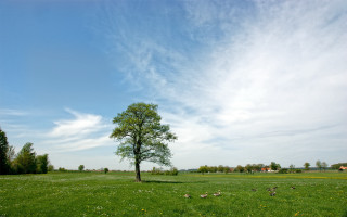 Lone tree field blue sky 6 - wide angle len free wallpaper