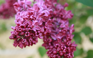 Purple flower bloom bokeh branch - synchromism free wallpaper
