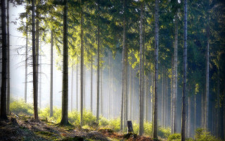 Forest bench fog trees nature - a fog free wallpaper