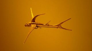 Airplane yellow sky tailfin artdeco - a yellow sky free wallpaper