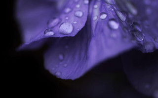 Purple flower water droplets macro 20 - fiona stephenson free wallpaper