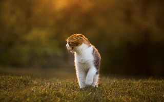 Cat standing green field forest - a lush green field next free wallpaper