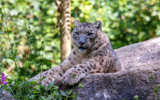 Snow leopard flowers woods bush - a snow leopard free wallpaper