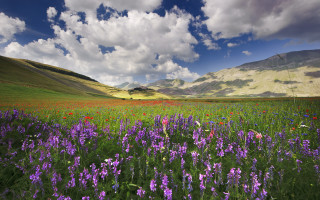 Flower field mountains clouds blue - coppo di marcovaldo free wallpaper for desktop
