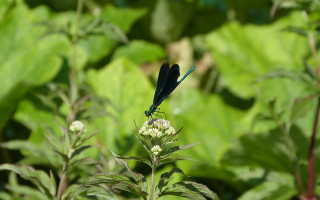 Blue dragonfly flower green leaves - a blue dragonfly free wallpaper