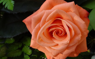 Orange rose leaves plant macro - a green plant in the foreground free wallpaper