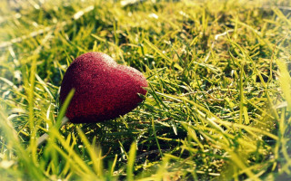 Red heart in grass romantic - a red heart free wallpaper