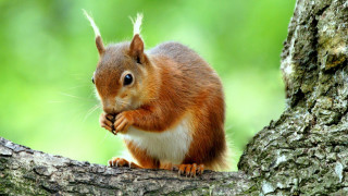 Squirrel eating nut on branch - a squirrel free wallpaper