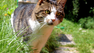 Cat path grass bush birdfeeder - a grassy area free wallpaper