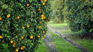 Orange grove bird autumn christmas - a path free wallpaper