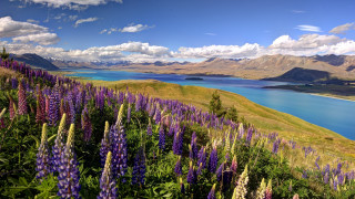 Purple flower lake mountains sky - bob thompson free wallpaper