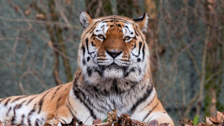 Tiger leaves forest branches blurry - a few branch free wallpaper